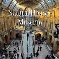 Don't Miss This Free Museum in London! 🦖🦋