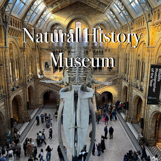 Don't Miss This Free Museum in London! 🦖🦋