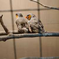 พามาชมงาน Westville Bird Paradise 