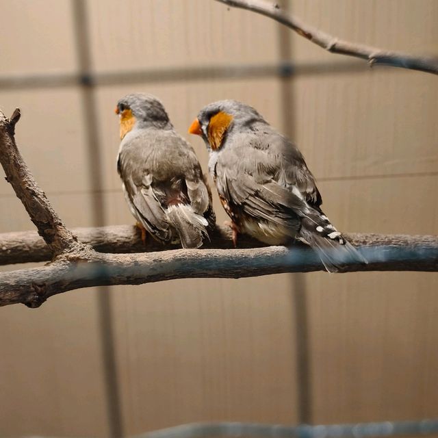 พามาชมงาน Westville Bird Paradise 