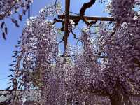 花開見佛-銚子妙福寺與來自京都的臥龍の藤