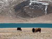 EBC (MT.Qomolangma base camp) 