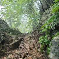 Forest Feels & Quite Trails at Bokjusan 