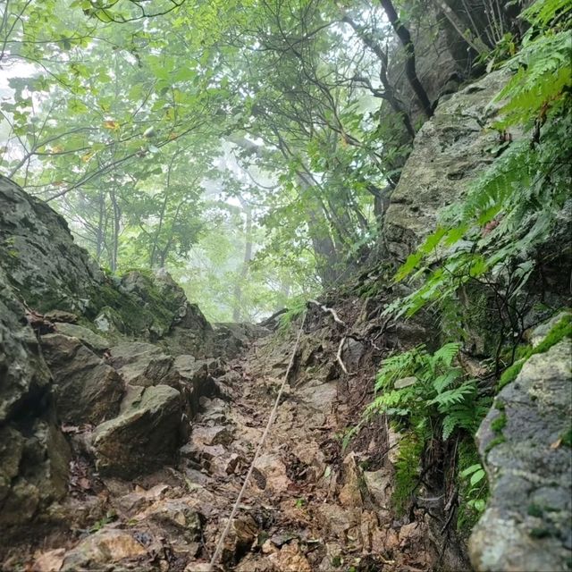 Forest Feels & Quite Trails at Bokjusan 