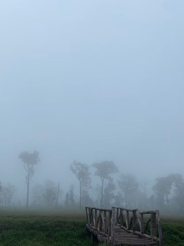 อุทยานแห่งชาติไทรทอง ทุ่งบัวสวรรค์