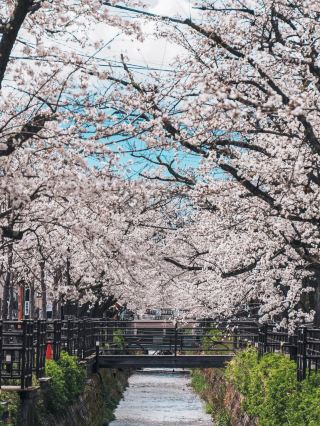 ♨️A relaxing hot spring trip in the fruit village. A holiday to rejuvenate your mind and body in Isawa Onsen Town🍇