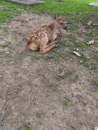 Nara park - must visit place in Japan