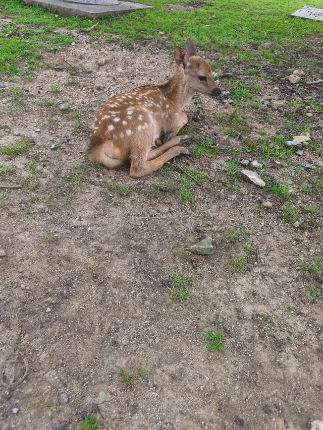 Nara park - must visit place in Japan