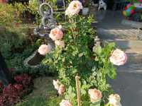 คาเฟ่ลับ 🏡คาเฟ่เล็กๆมีอะไรซ่อนอยู่น๊า????? 