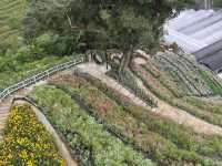 🌸 Blooming Lovely at Flora Park, Cameron Highlands