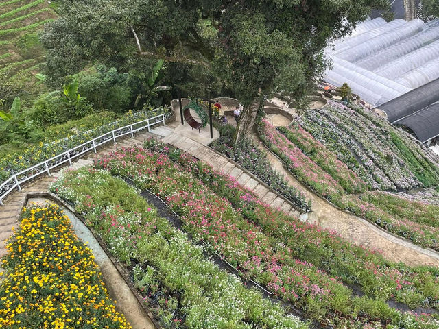 🌸 Blooming Lovely at Flora Park, Cameron Highlands