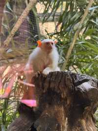 シンガポール動物園おすすめルートと攻略