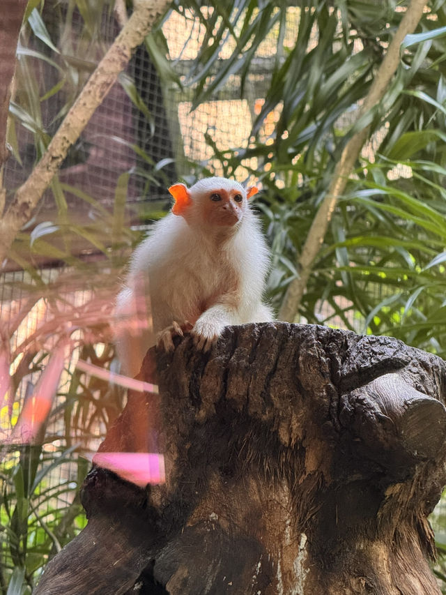 シンガポール動物園おすすめルートと攻略