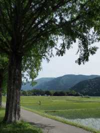 【四季で表情を変える絶景並木道🌲】メタセコイア並木で風を感じる旅✨
