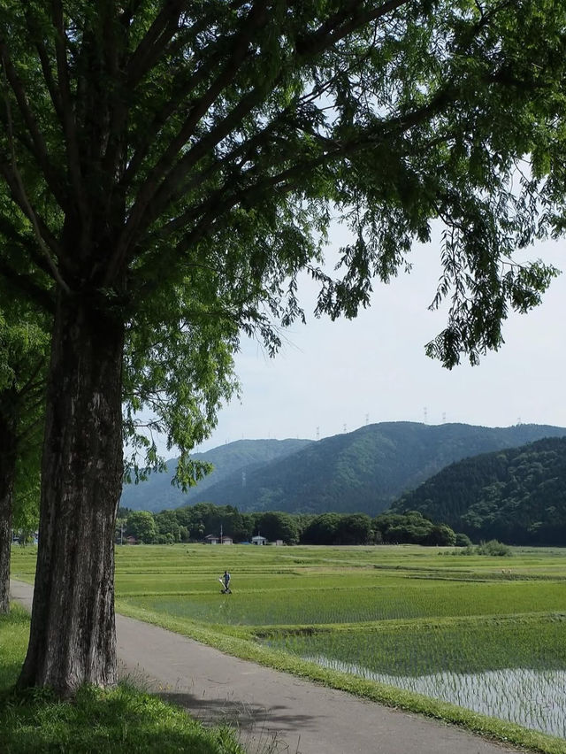 【四季で表情を変える絶景並木道🌲】メタセコイア並木で風を感じる旅✨