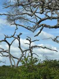 Fall in Love at Yala National Park 