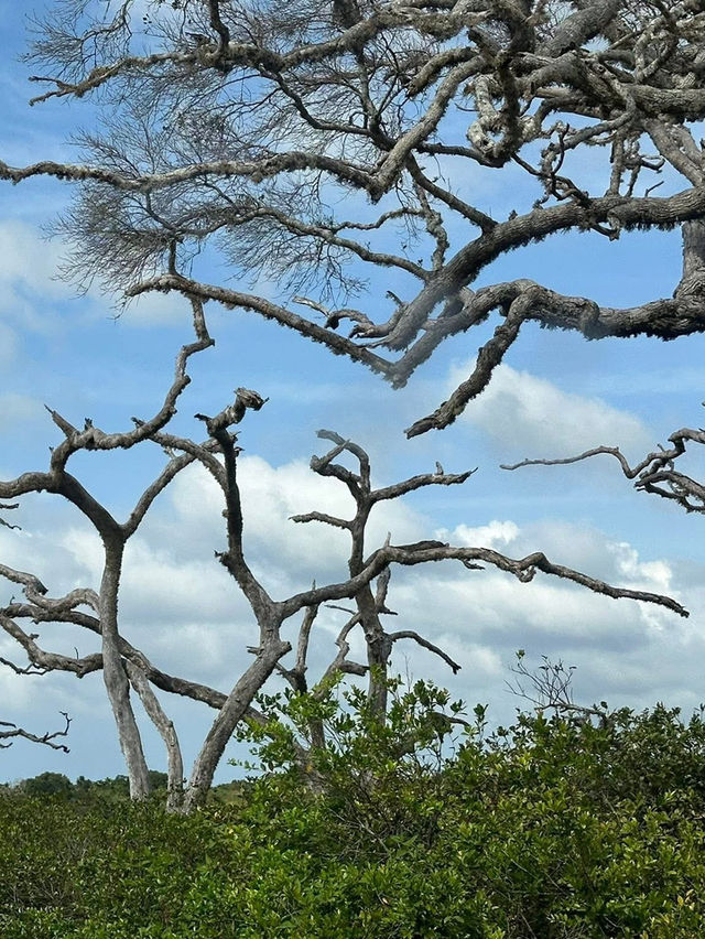 Fall in Love at Yala National Park 