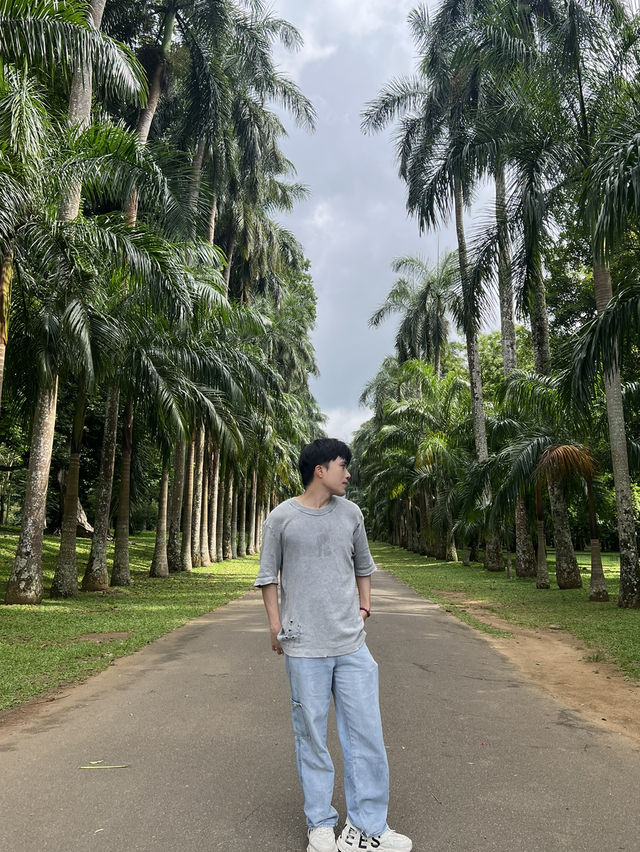 🌴斯里蘭卡最出片棕櫚大道｜本地人還搶著跟同行小姐姐拍照！