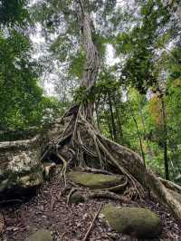 Jungle Feels & Waterfall, Khao Yai is a Nature Win