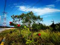 Tua Pek Kong Temple & Mangrove Walk – A Scenic Surprise in Setiawan