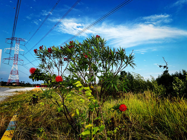 Tua Pek Kong Temple & Mangrove Walk – A Scenic Surprise in Setiawan