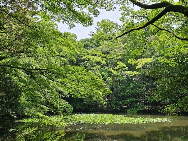 日本淨化漫行，伊勢神宮之旅。