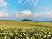 🌿 Solo Escape to Farm Tomita Lavender Fields (East)