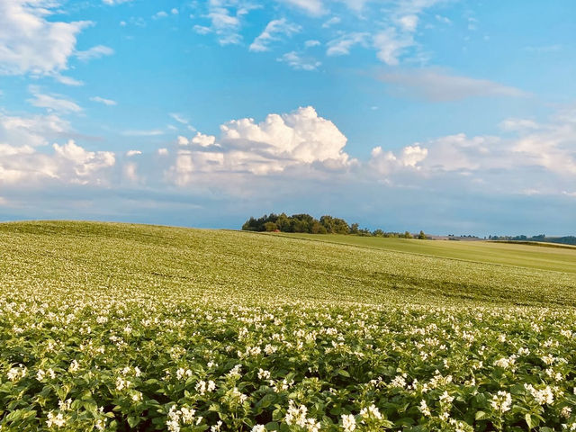 🌿 Solo Escape to Farm Tomita Lavender Fields (East)