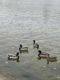 Tuileries Garden Paris: Royal Gardens Near The Louvre | Free Entry