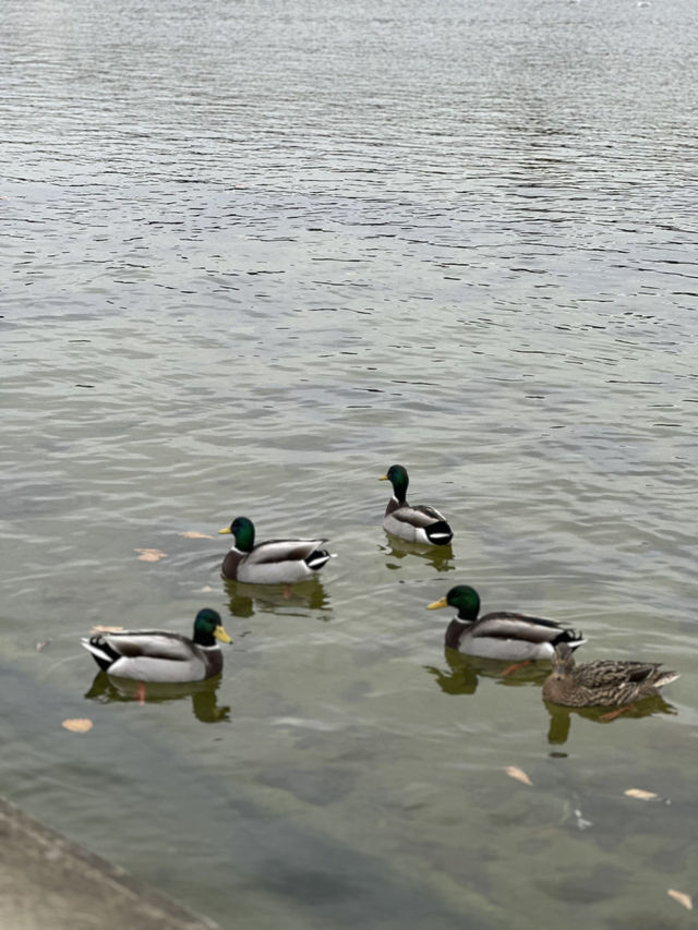 Tuileries Garden Paris: Royal Gardens Near The Louvre | Free Entry