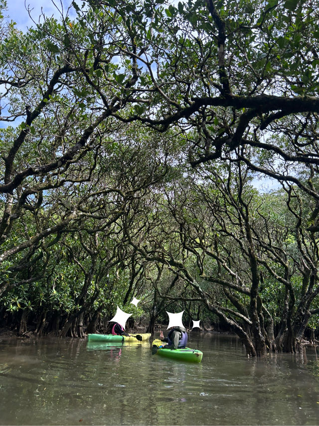 🌴【奄美大島】世界遺産のマングローブでカヌー🛶