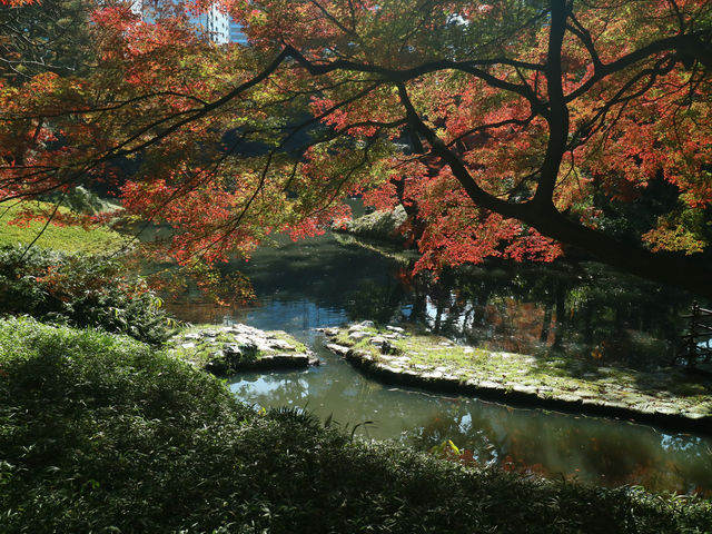 夜楓點燈絕美之東京六義園