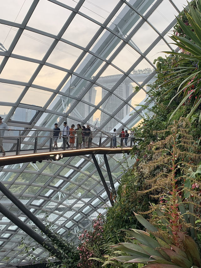 🌿 Cloud Forest — Singapore’s Climate-Controlled Paradise