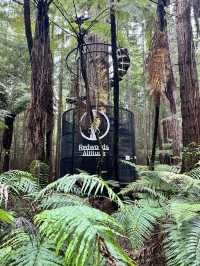 🏞 Rotorua Redwoods（Whakarewarewa Forest）｜高聳紅木林中的自然穿梭