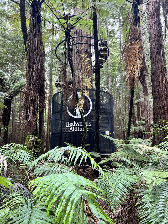🏞 Rotorua Redwoods（Whakarewarewa Forest）｜高聳紅木林中的自然穿梭