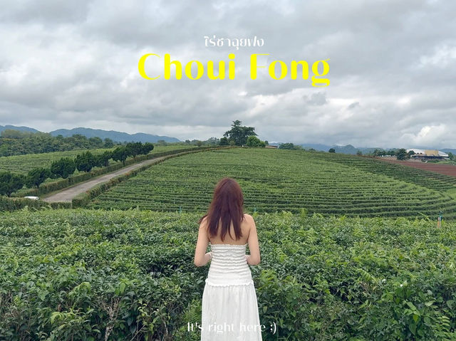 ไร่ชาฉุยฟง เชียงราย 🍃🌿