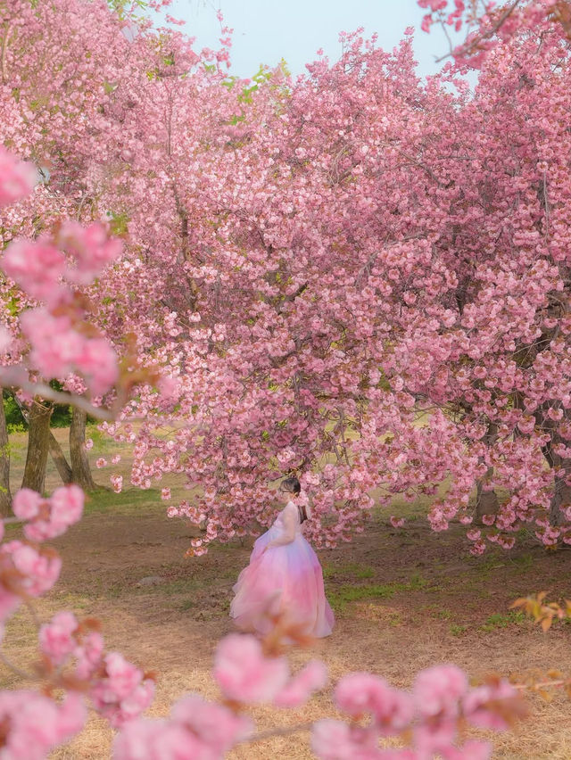 내가 사랑한 경주의 봄🌸❤️