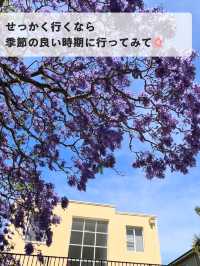 🌸春のシドニーが最高な理由