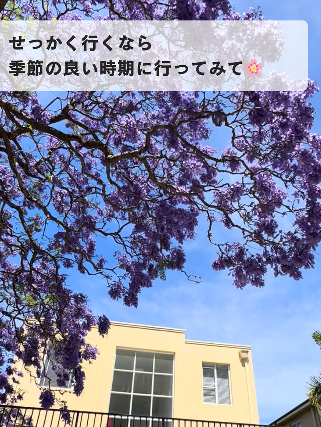 🌸春のシドニーが最高な理由