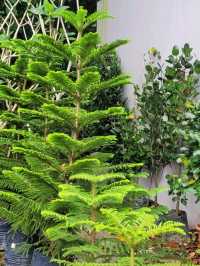 Green Nook & Golden Arches: Far East Flora by Ridout Tea Garden