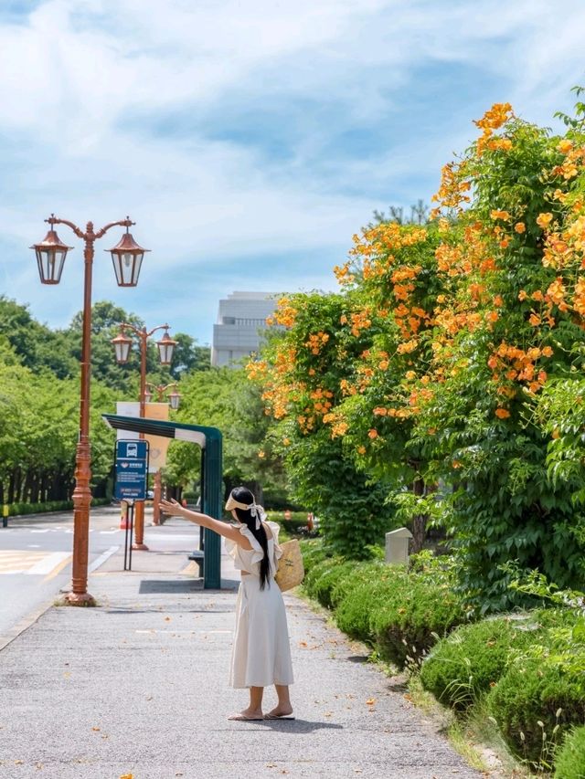 경희대 국제캠퍼스에 능소화가 피는거 아시나요?🧡