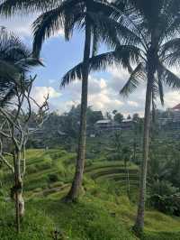 Bali from Coast to Clouds: A Journey of Light & Nature