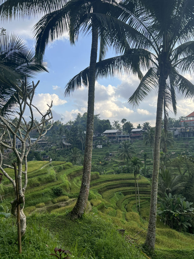 Bali from Coast to Clouds: A Journey of Light & Nature