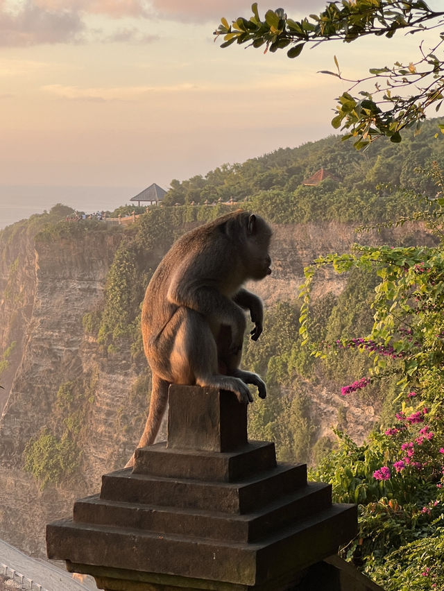 The Wild Monkeys of Bali: Playful, Sacred & Free