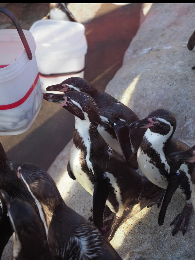 🐠海響館｜フグの街・下関ならではのユニークな水族館体験！