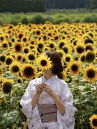 30万本のヒマワリが咲き誇る『山中湖 花の都公園』🌻🌻🌻