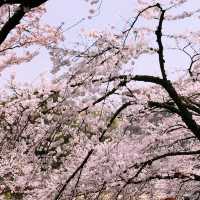 文京・関口 神田川沿いの桜を狙う — 撮影ポイント＆ランチガイド