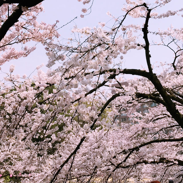 文京・関口 神田川沿いの桜を狙う — 撮影ポイント＆ランチガイド