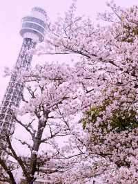 🌸桜満開の横浜で春色の山下公園、マリンタワー、人形の家散歩🌸✨