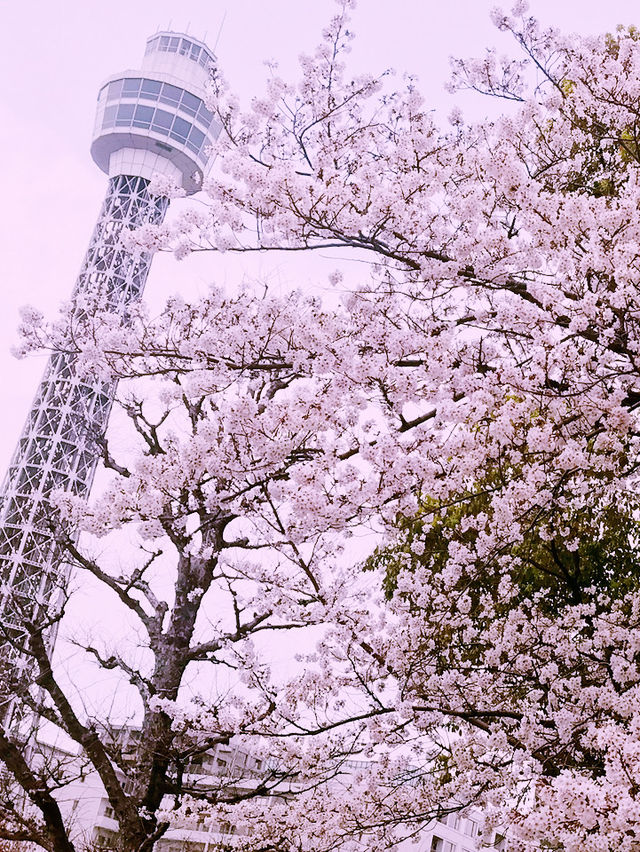 🌸桜満開の横浜で春色の山下公園、マリンタワー、人形の家散歩🌸✨ 🌸桜満開の横浜で春色の山下公園、マリンタワー、人形の家散歩🌸✨